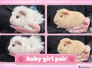 Guinea Pig rodents Well handled baby guinea pigs - Advert 16