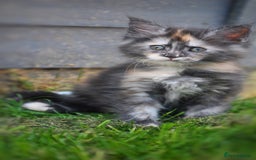 Maine Coon cats for sale: FULL Mainecoon kittens  - Image 20