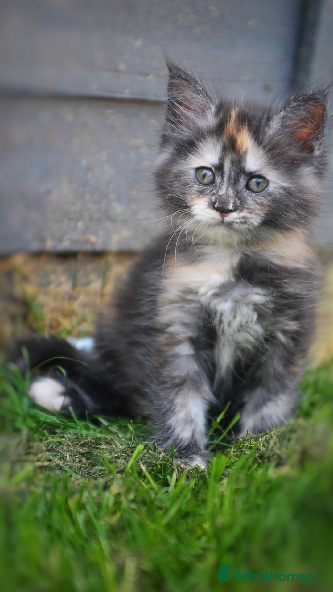 Maine Coon cats for sale: FULL Mainecoon kittens  - Image 20