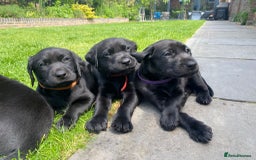 Labrador Retriever dogs for stud: KC Labrador, Health and DNA-Tested, Proven Stud in Cobham - Image 20