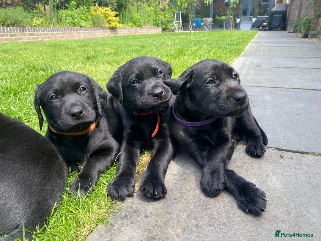 Labrador Retriever dogs for stud: KC Labrador, Health and DNA-Tested, Proven Stud in Cobham - Image 20