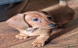 Miniature Dachshund dogs for sale: smooth miniature dachshund   - Advert 4