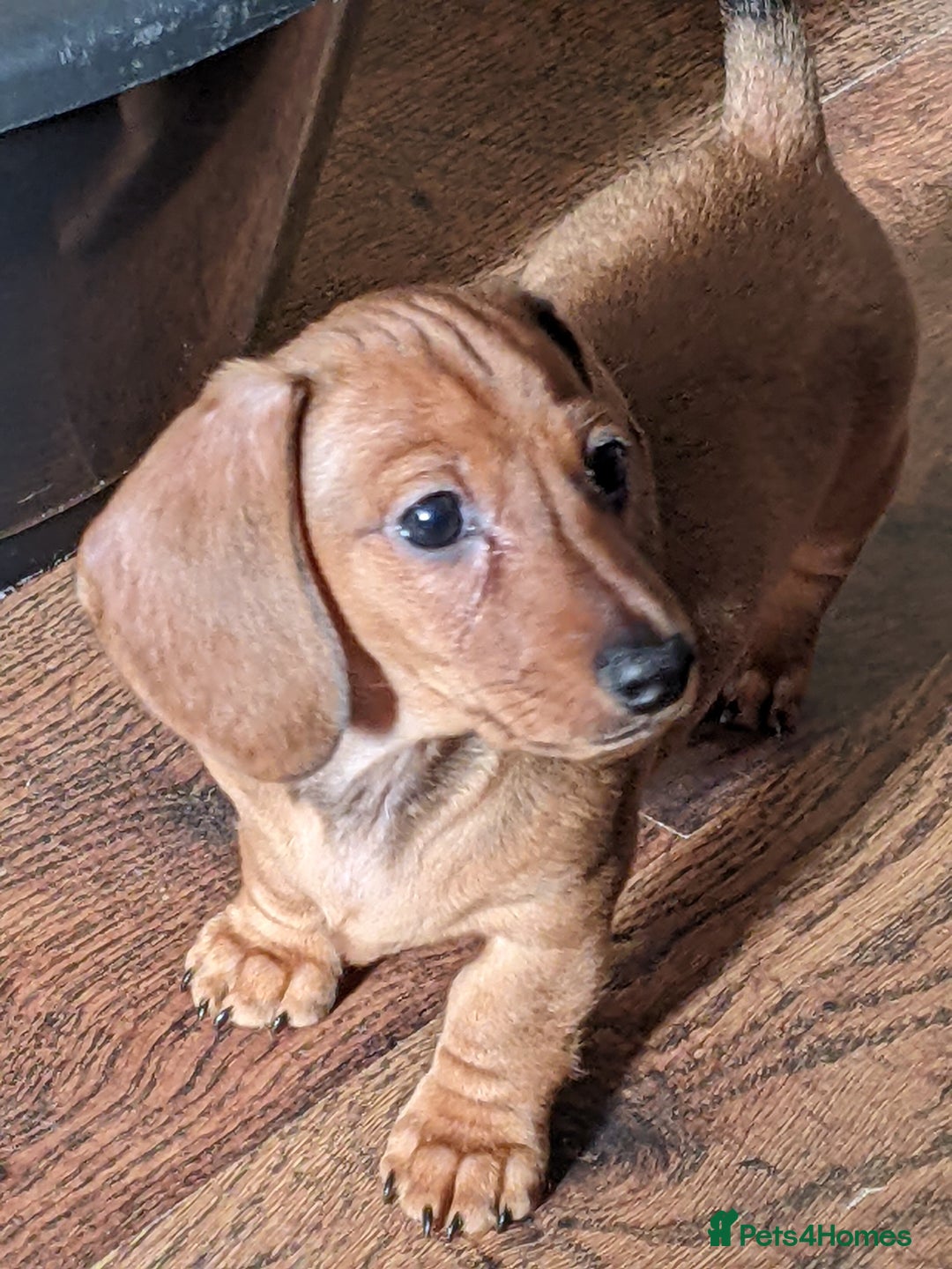 Miniature Dachshund dogs for sale: smooth miniature dachshund   - Advert 4