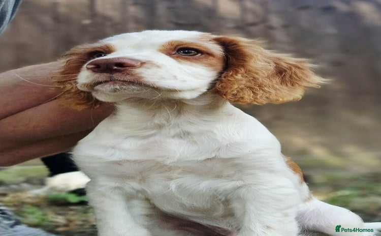 Cocker Spaniel dogs in Salisbury - Advert 15