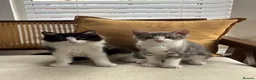 Mixed Breed cats for sale: 2 Amazing Boy Kittens - Advert 7