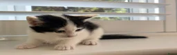 Turkish Van cats for sale: Turkish Van Kittens – Boy & Girl Ready to Go 🤍🖤 - Advert 4