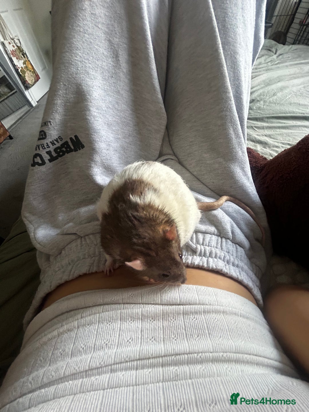 Rat rodents for sale: Two Male Rats  - Image 2