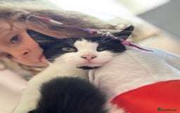 Domestic Shorthair cats for sale: Cat for rehoming - Advert 3