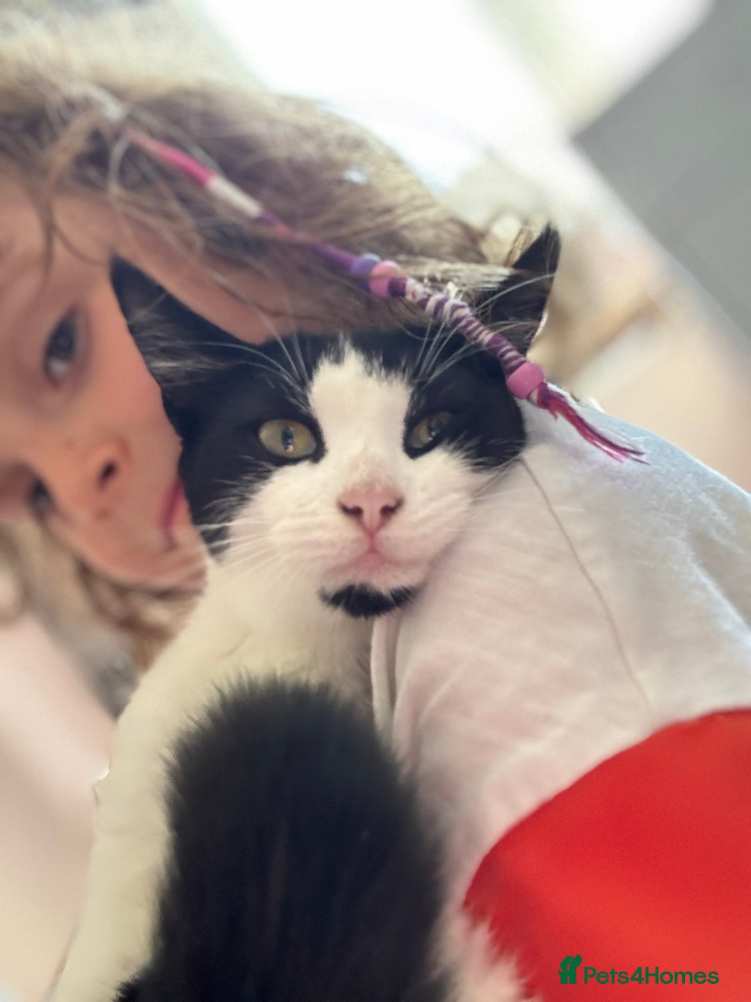 Domestic Shorthair cats for sale: Cat for rehoming - Advert 3