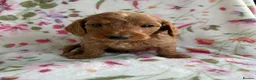 Cockapoo dogs for sale: LAST 3 READY TO LEAVE!!! COCKAPOO PUPPIES - Advert 21