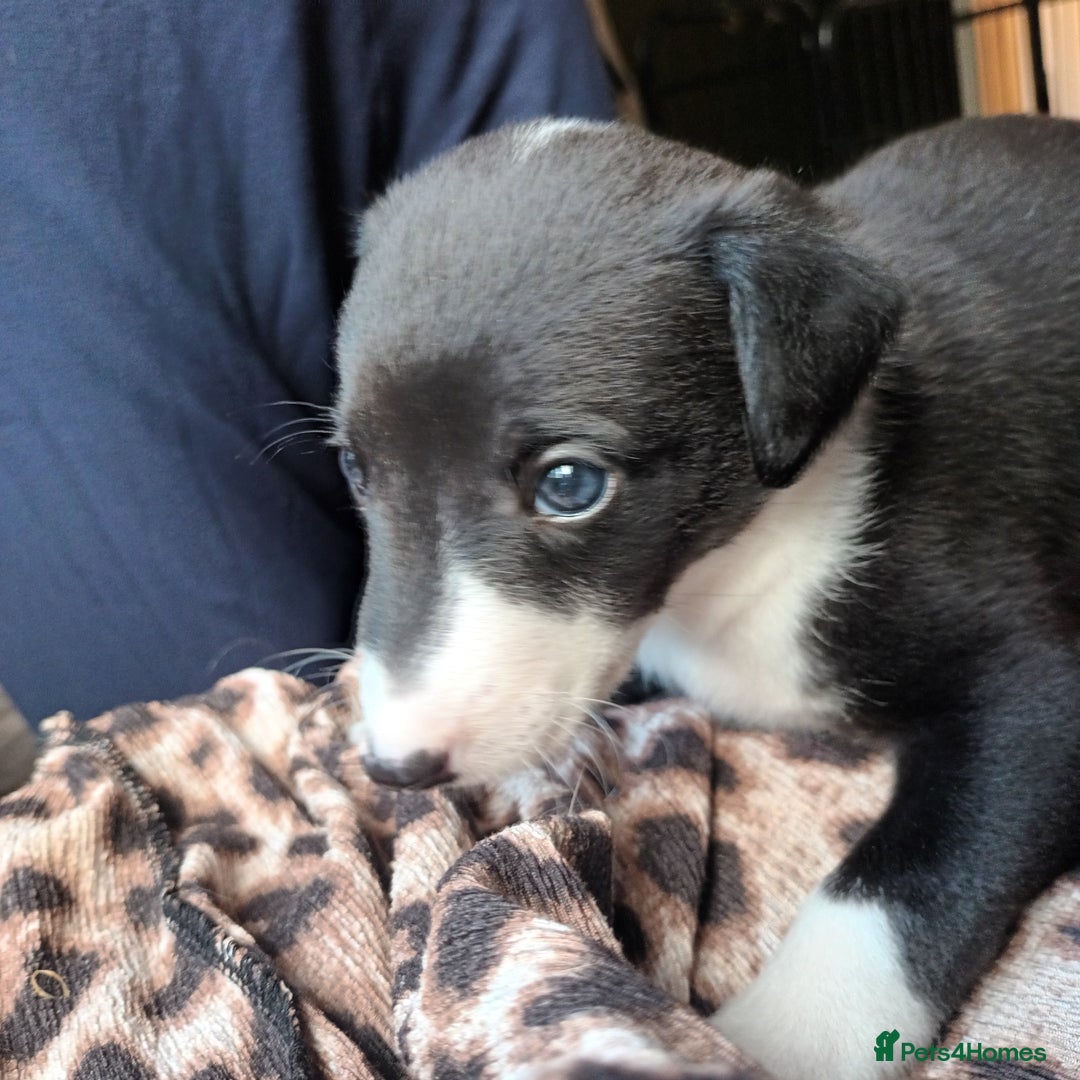 Whippet dogs for sale: 2 whippet pups left ( 1 bitch & 1 boy) - Image 16