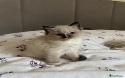 Ragdoll cats for sale: GCCF reg parents , pure breed ragdoll kittens 🤍 - Image 4