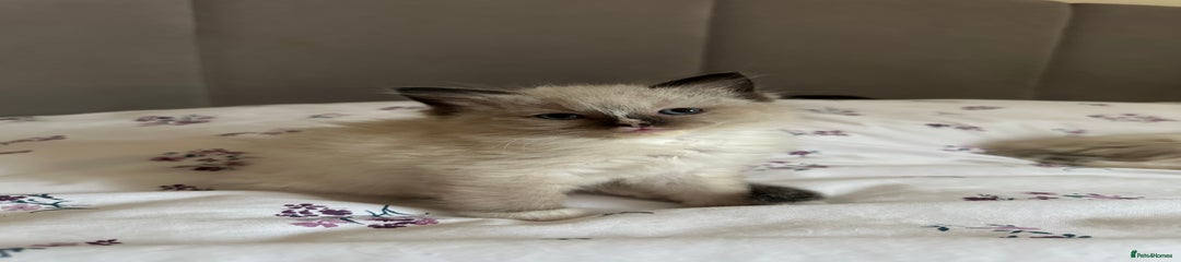 Ragdoll Kitten 4