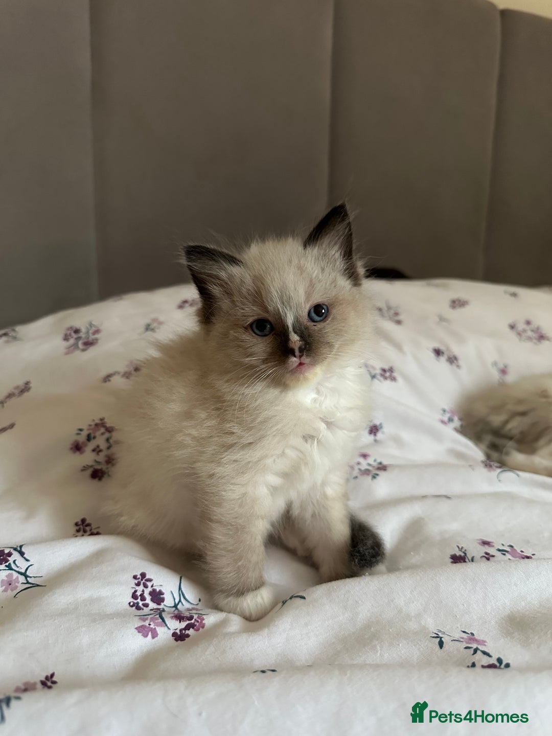 Ragdoll cats for sale: GCCF reg parents , pure breed ragdoll kittens 🤍 - Image 4