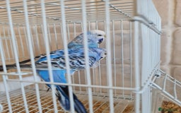 Budgerigars birds for sale: Lovely young budgies for sale Various colours  - Image 11