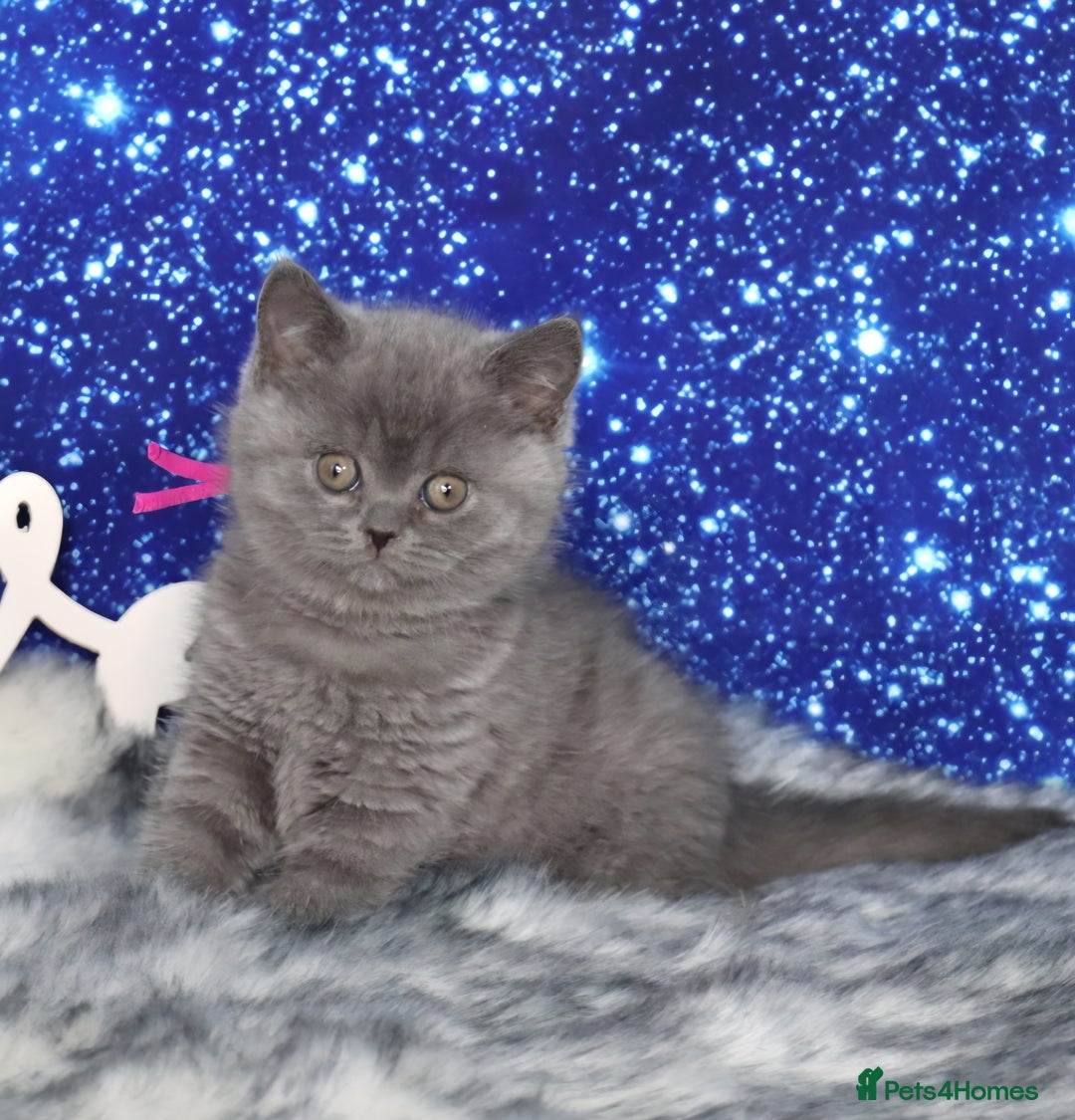 British Shorthair cats for sale: Tica registered British Shorthair kittens - Advert 8