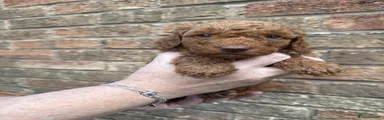 Miniature Poodle 7 Red