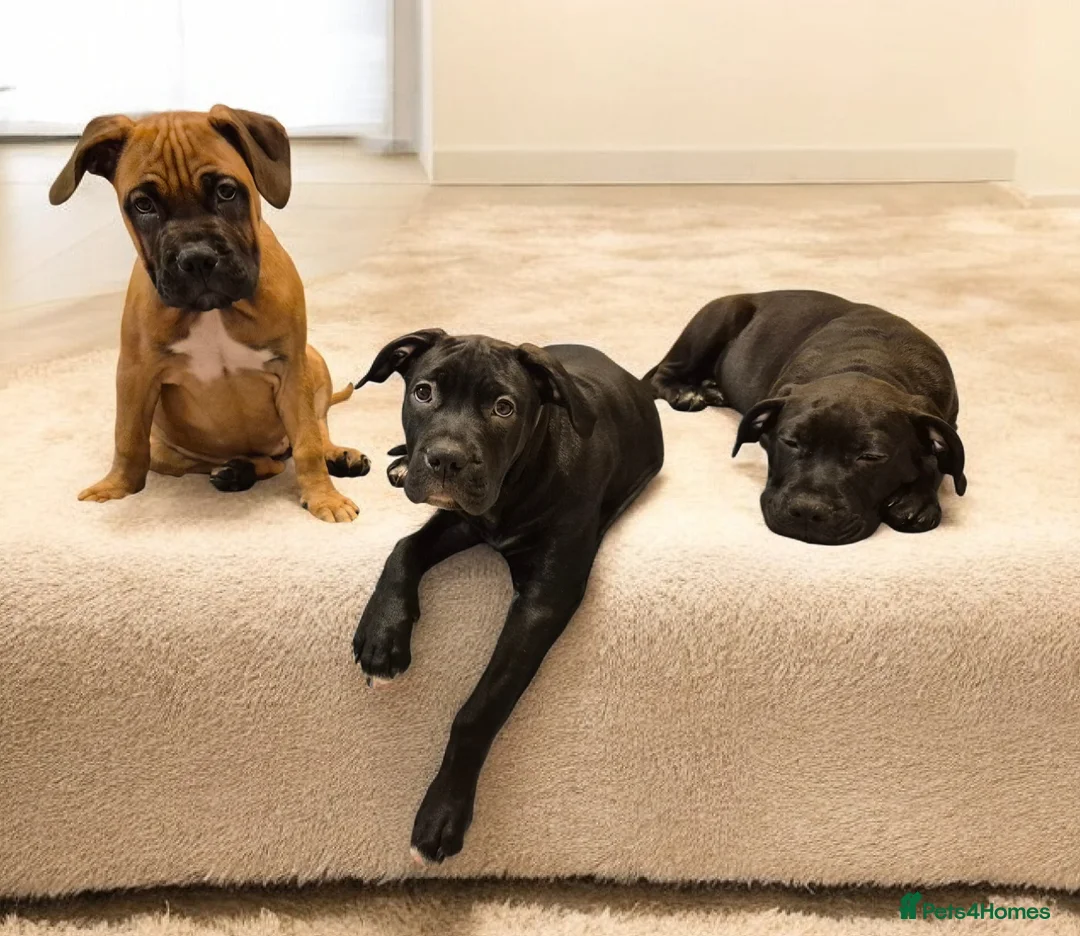 Mixed Breed dogs for sale: Bullmastiff Cross Puppies  - Advert 22