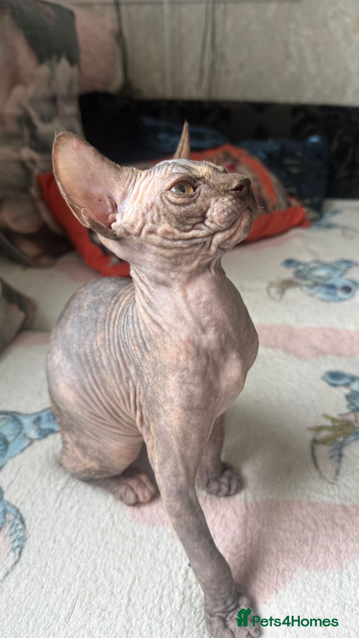 Sphynx cats Last girl available  - Advert 4