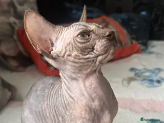 Sphynx cats Last girl available - Advert 4