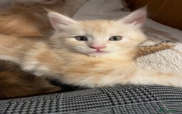 Maine Coon cats for sale: Purebred Maine Coon kittens - Image 9