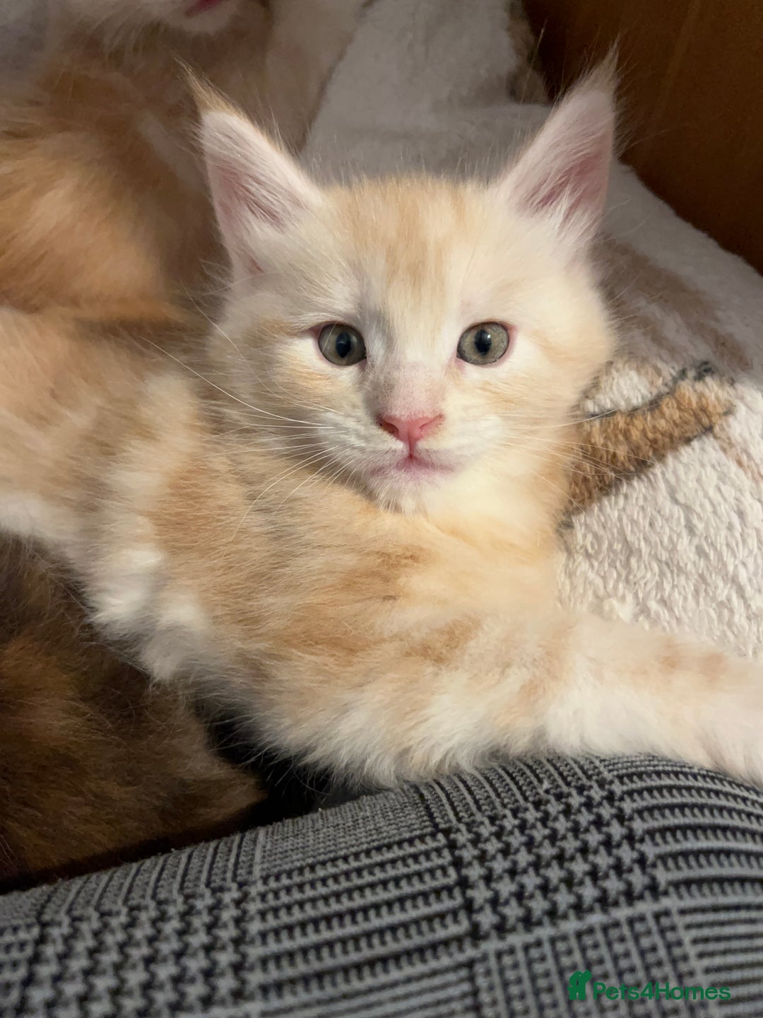 Maine Coon cats for sale: Purebred Maine Coon kittens - Image 9