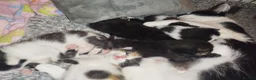 Domestic Shorthair cats for sale: Kittens cute & ready September  - Advert 3