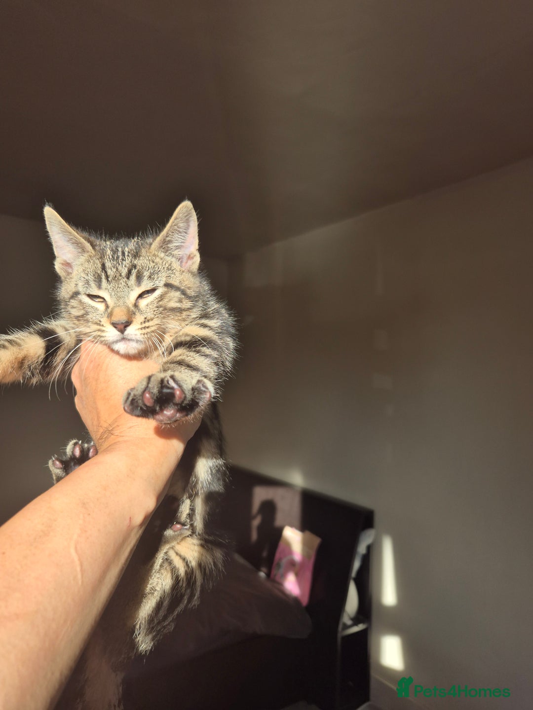 Mixed Breed cats for sale: 5 lovely affectionate kitten looking for home - Advert 17