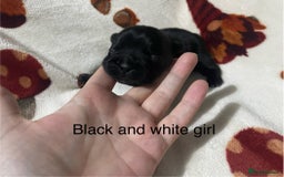 French Bulldog dogs for sale: French bulldog puppies - Image 13