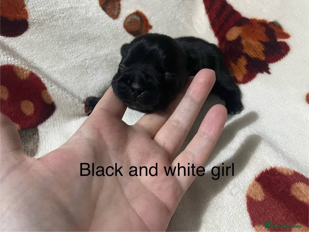 French Bulldog dogs for sale: French bulldog puppies - Image 13