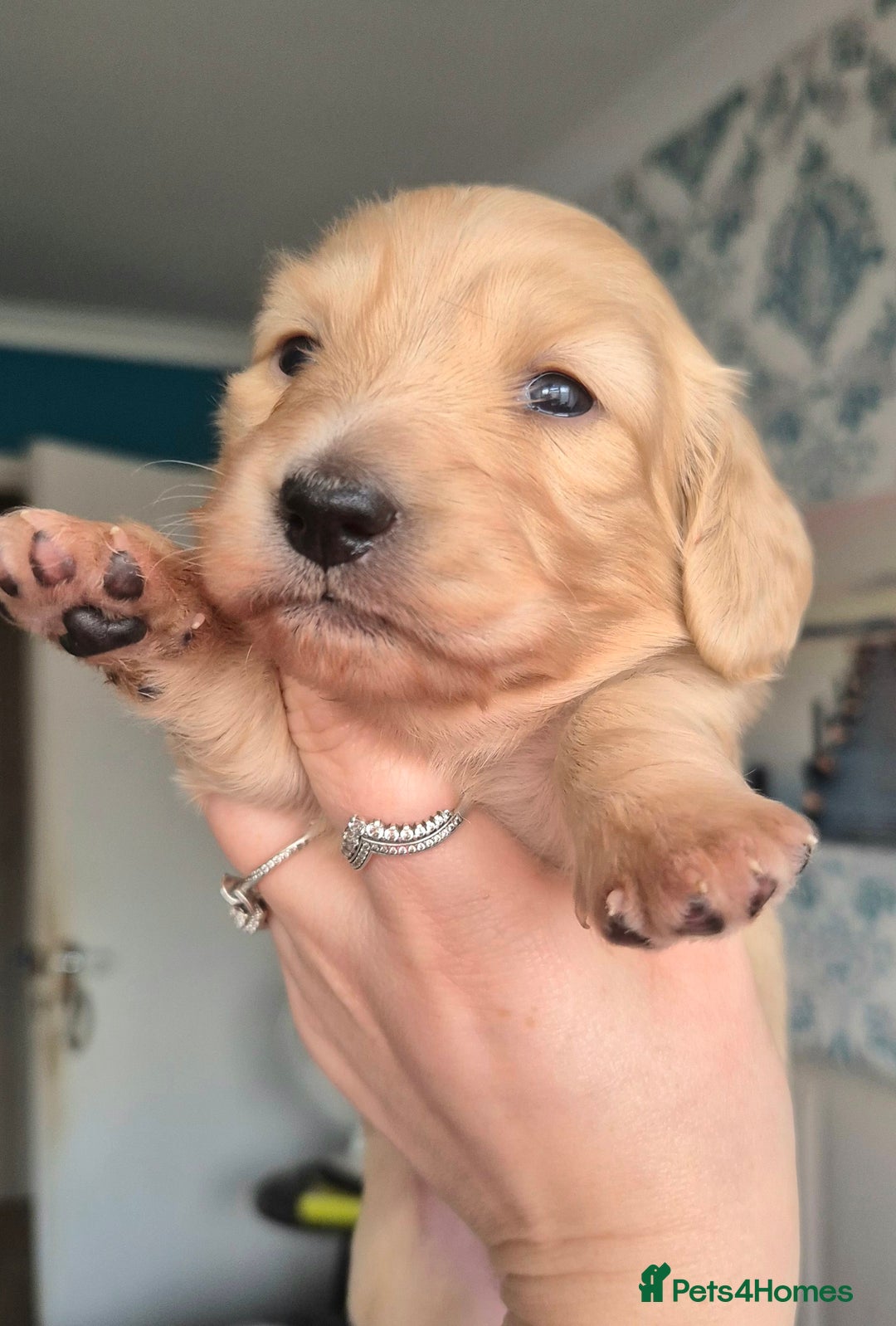 Miniature Dachshund dogs for sale: Long Haired Miniature Dachshund Pups - Advert 2