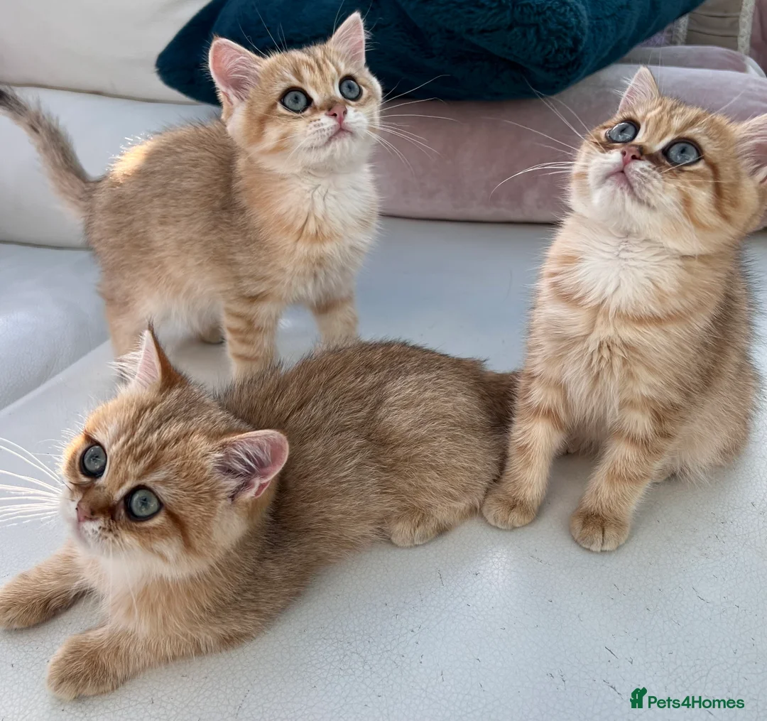 British Shorthair cats for sale: GCCFreg shampion parents  BSH  golden chinchilla   - Advert 23