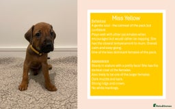 Rhodesian Ridgeback dogs for sale: Pedigree Ridgeback Puppies - READY FOR VIEWING in Scunthorpe - Image 1