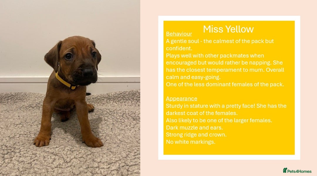 Rhodesian Ridgeback dogs for sale: Pedigree Ridgeback Puppies - READY FOR VIEWING in Scunthorpe - Image 1