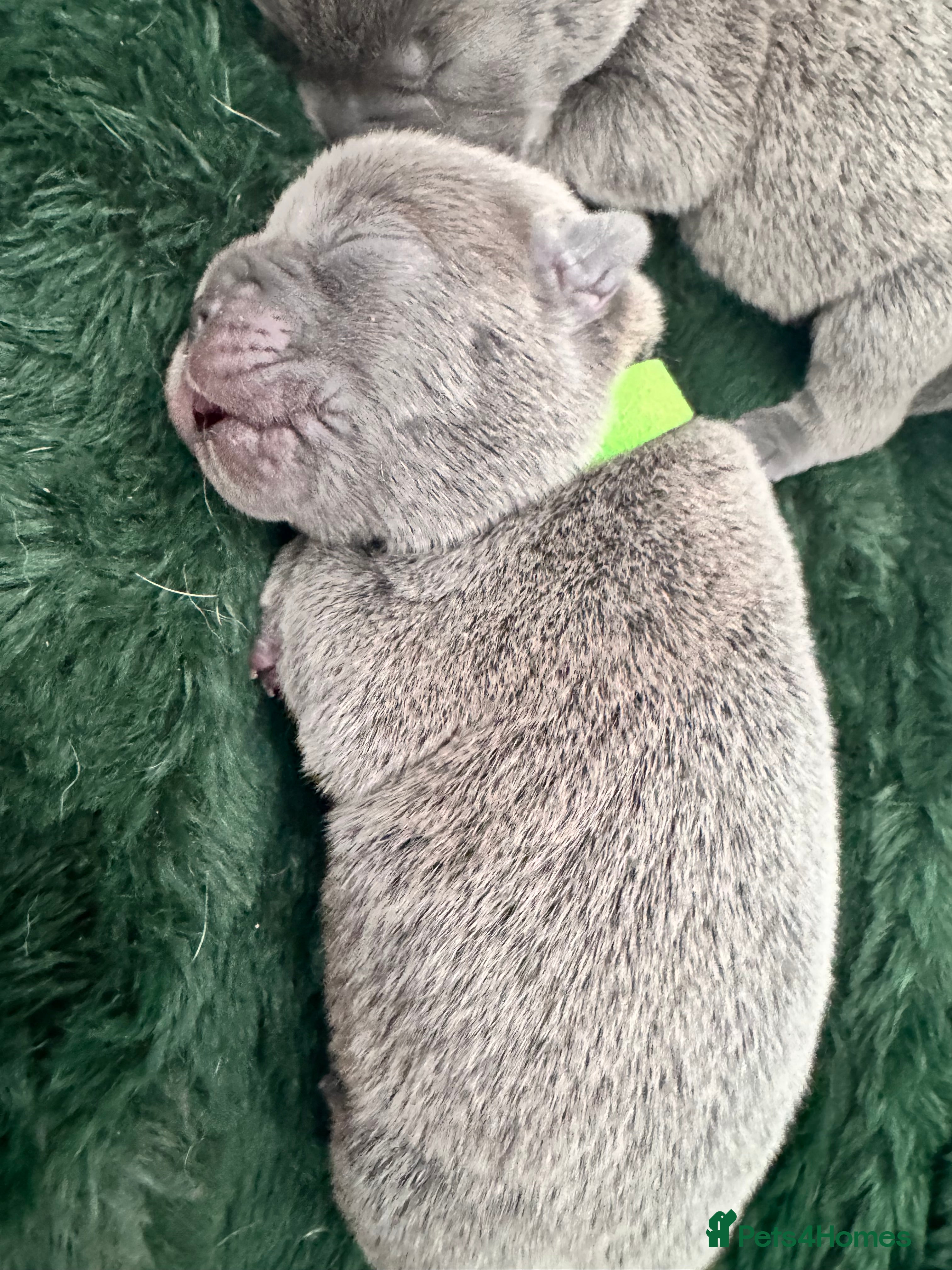 Mixed Breed dogs for sale: Beautiful Litter of French Chows - Advert 27