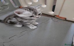 British Shorthair cats for sale: BSH Silver Tabby  - Image 21