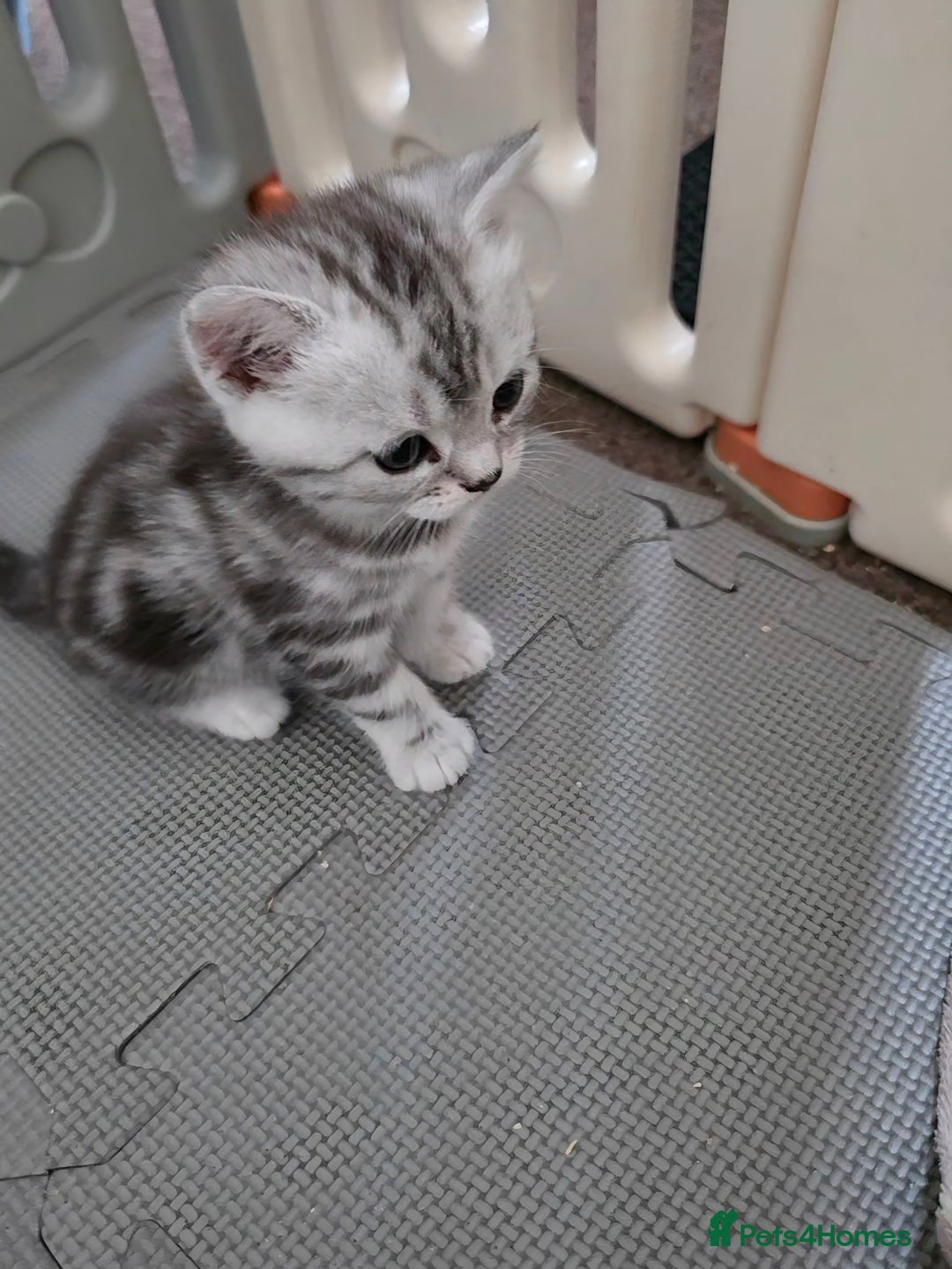 British Shorthair cats for sale: BSH Silver Tabby  - Image 21
