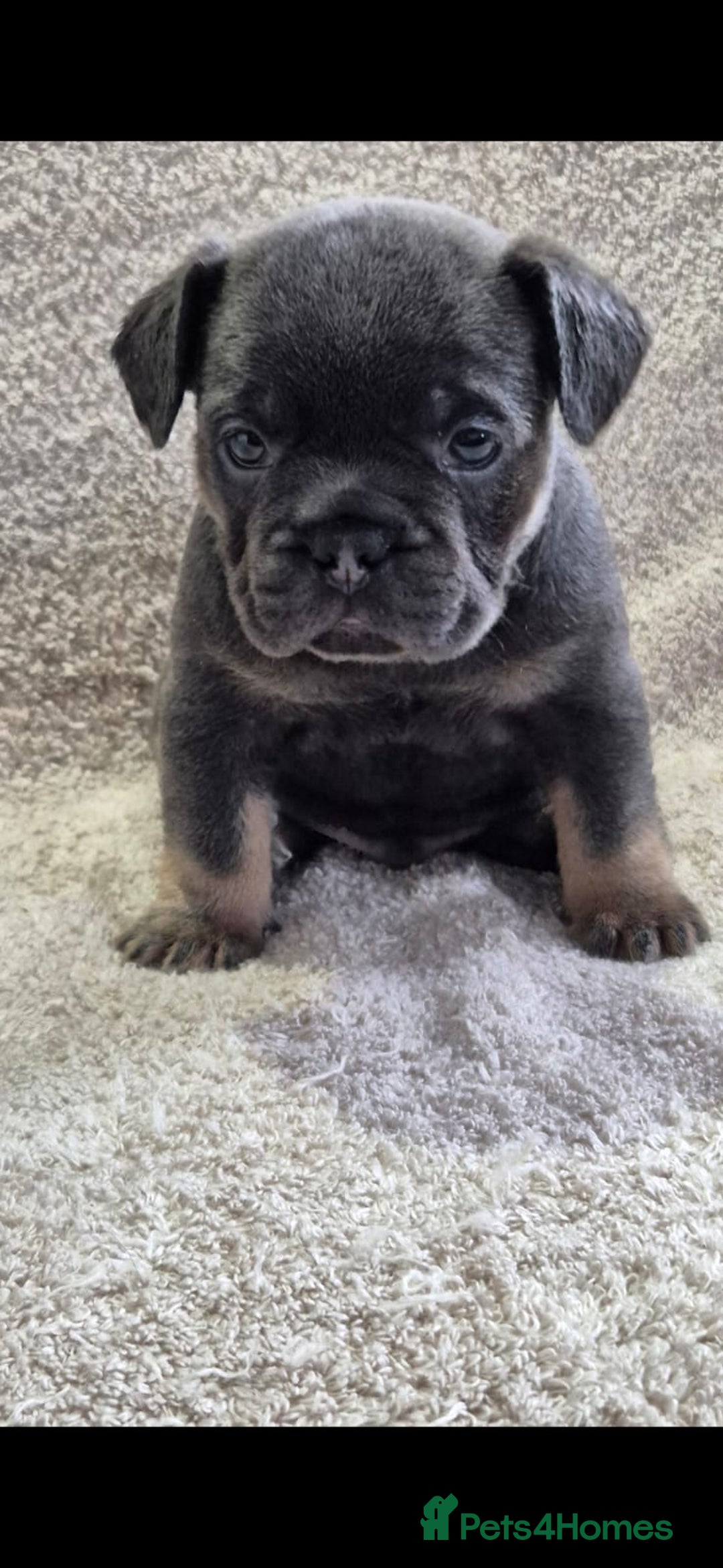 French Bulldog dogs for sale: 🔥🔥FRENCH BULLDOG PUPPIES🔥🔥 - Advert 14