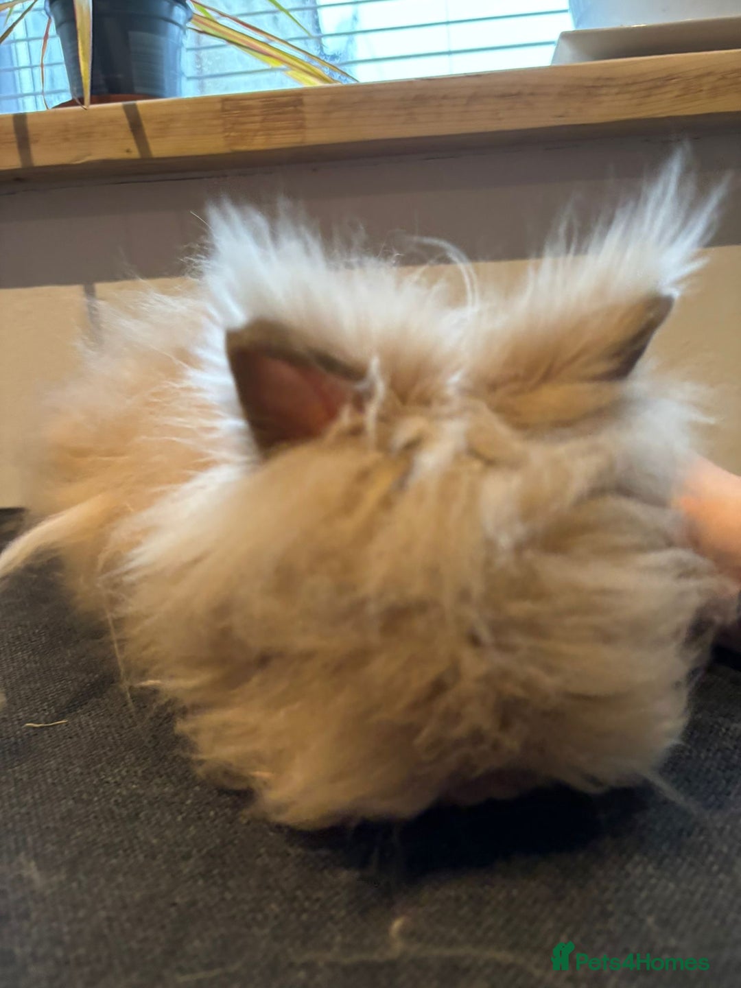 Angora rabbits for sale: True Angora Baby Rabbits  - Advert 7