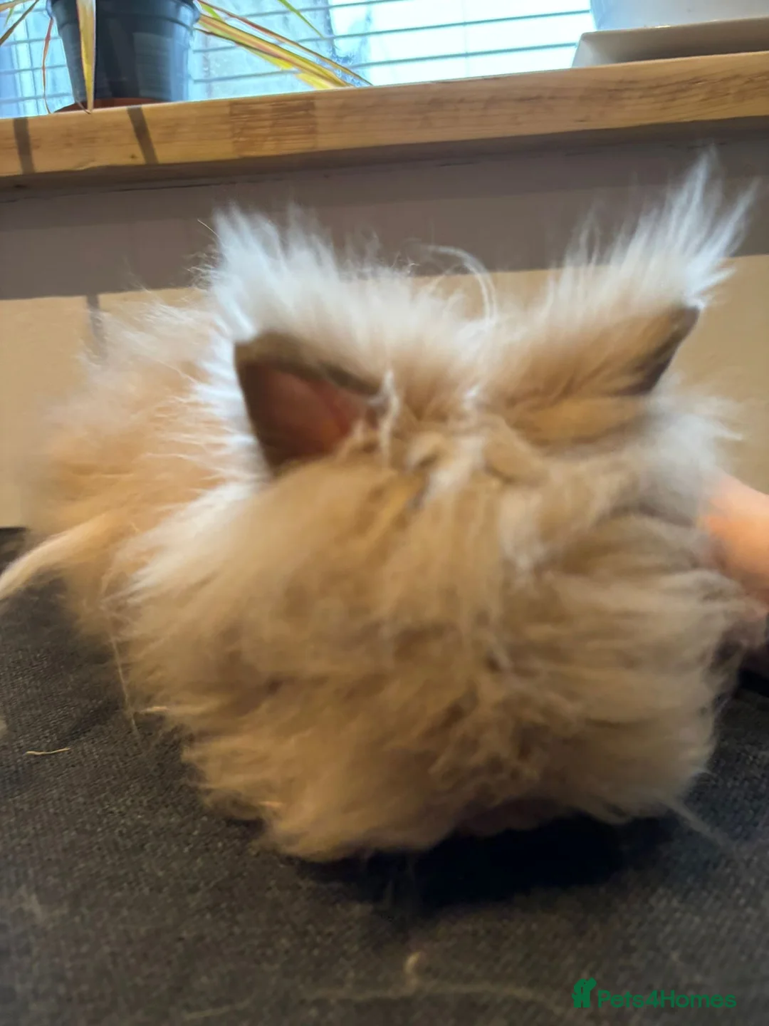 Angora rabbits for sale: True Angora Baby Rabbits  - Advert 7