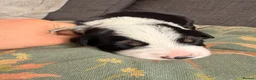 Border Collie dogs for sale: Beautiful border collie pups  - Advert 22