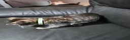 Mixed Breed cats for sale: Mix bread kittens tabby x ragdoll  - Advert 7