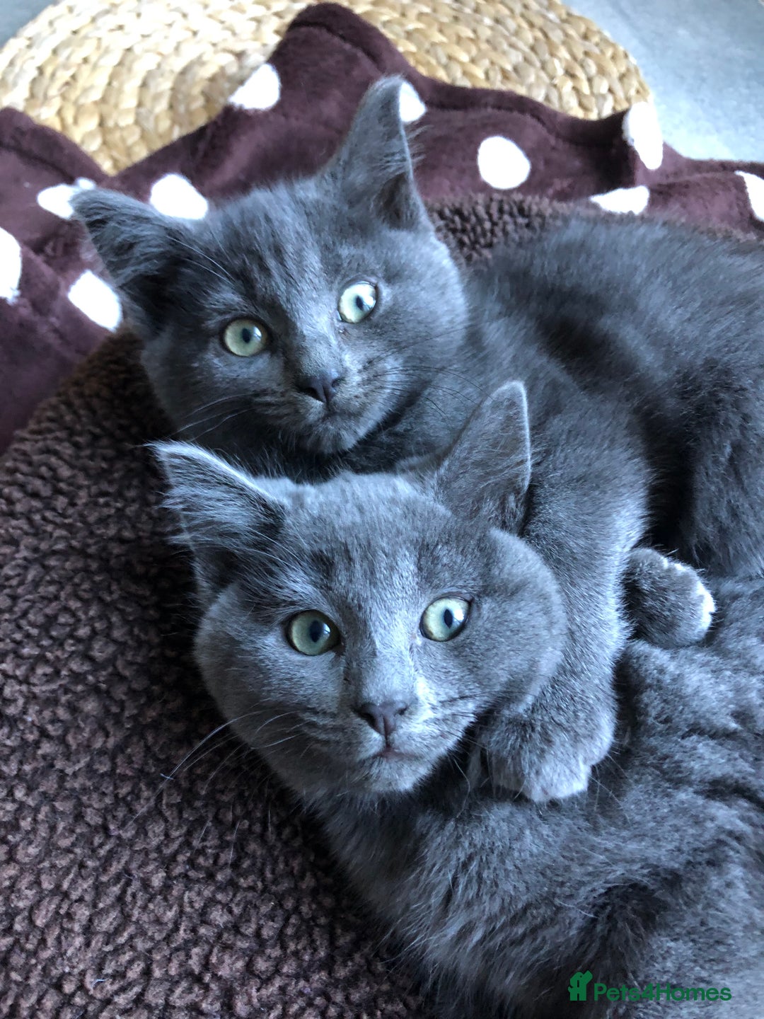 British Shorthair cats for sale: Two Beautiful British Shorthair Boys - Image 3