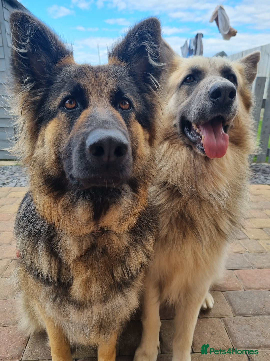 German Shepherd dogs for sale: 💛 German Shepherd Puppies – Full Pedigree Parents - Image 21