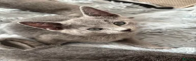 Russian Blue 1