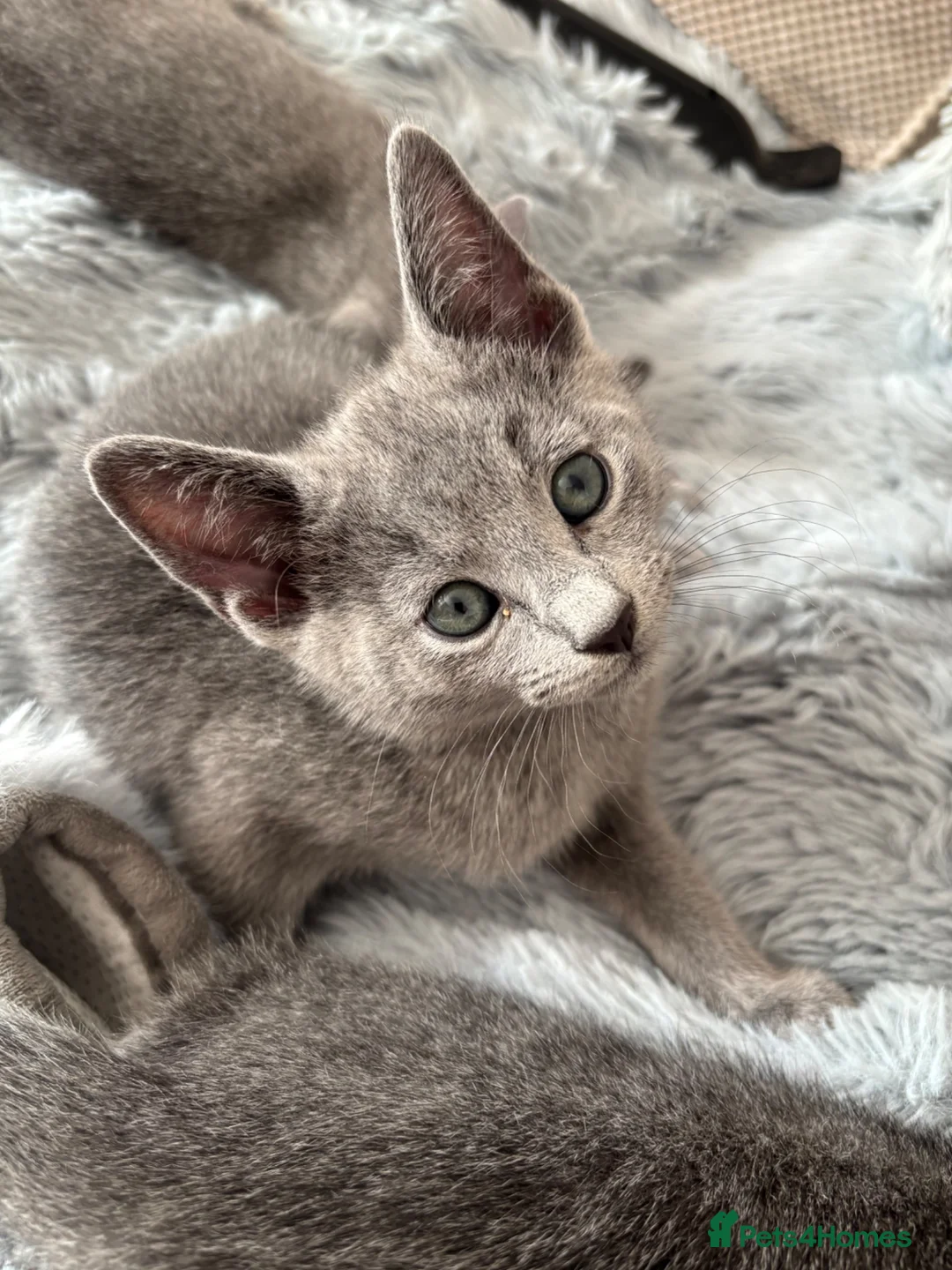 Russian Blue cats for sale: GCCF registered kitten - Advert 2