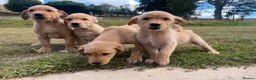 Goldador dogs for sale: Beautiful Goldador Puppies - Advert 23
