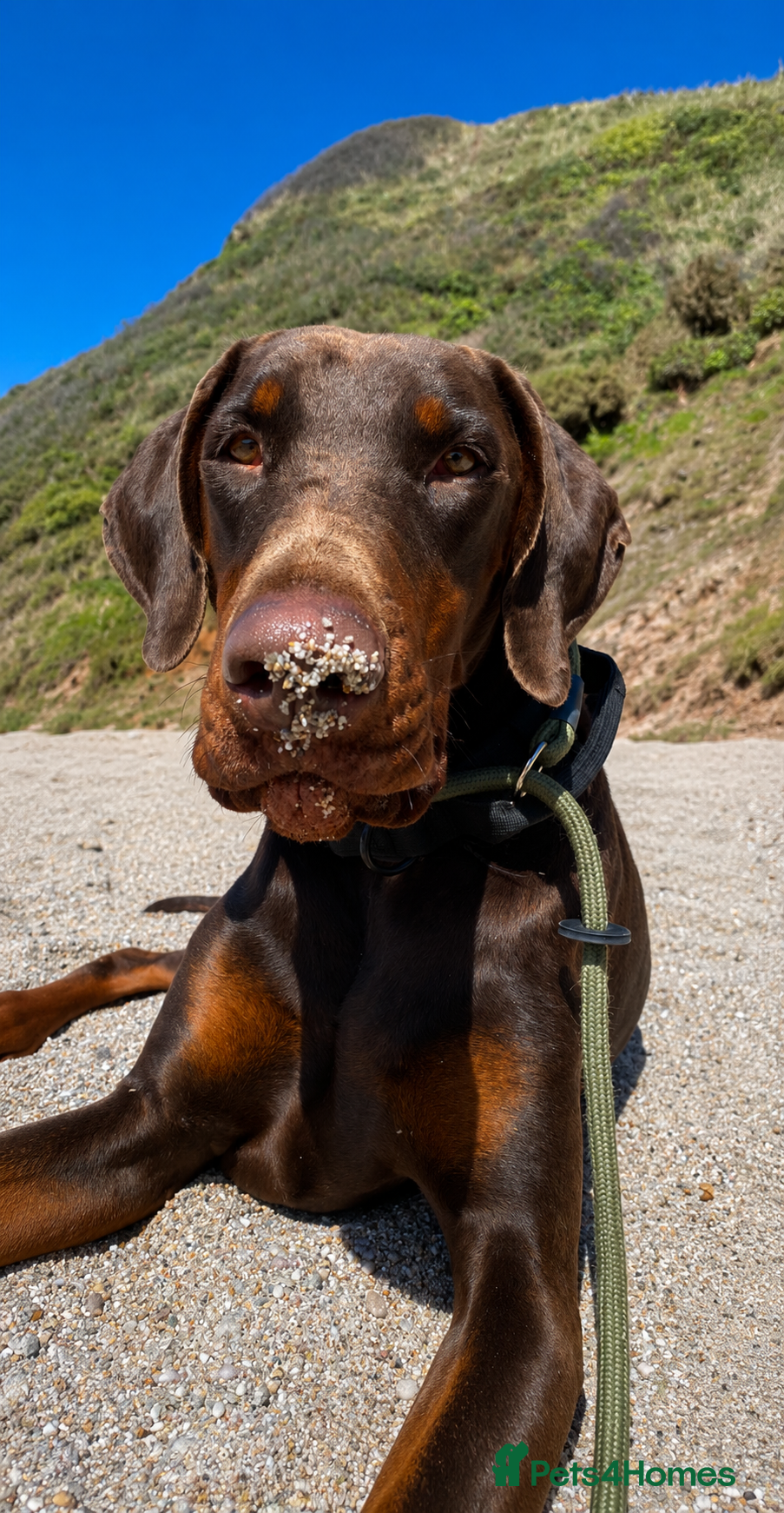 Dobermann dogs Beautiful Doberman girl  - Advert 11