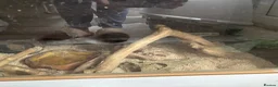 Corn Snake reptiles for sale: Two beautiful snakes for sale - Advert 9