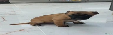 Mixed Breed Puppy 6